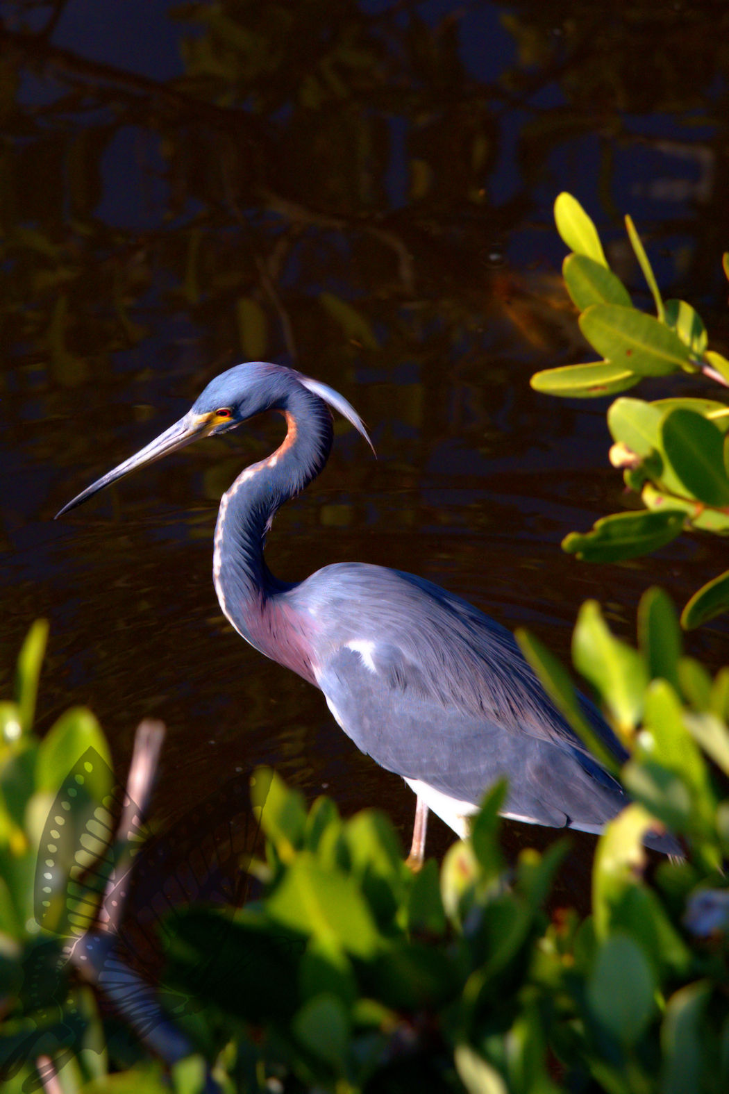 Little Blue Heron